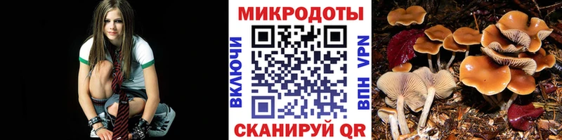 Купить закладки  Новоузенск  Галлюциногенные грибы мицелий 